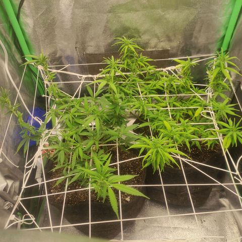 OBG Kush Clone growlog timeline photo