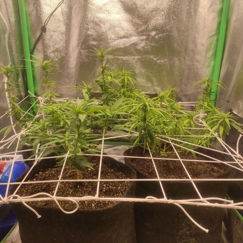 OBG Kush Clone growlog timeline photo