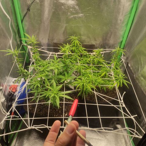 OBG Kush Clone growlog timeline photo