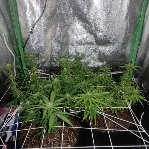 OBG Kush Clone growlog timeline photo