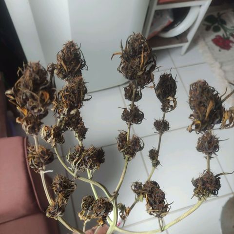 Sugar auto growlog timeline photo