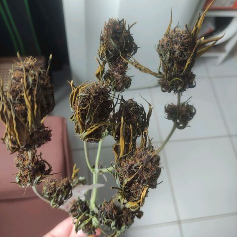 Skunk auto growlog timeline photo