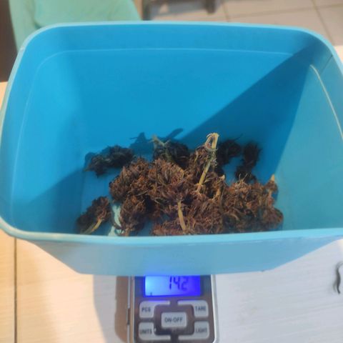 Sugar auto growlog photo: Indo pros pote 14,27g