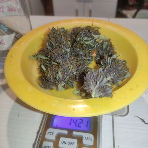Skunk auto growlog photo: Red skunk indo pra cura 14,21g