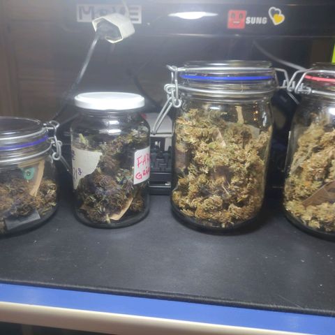 Kush auto growlog timeline photo