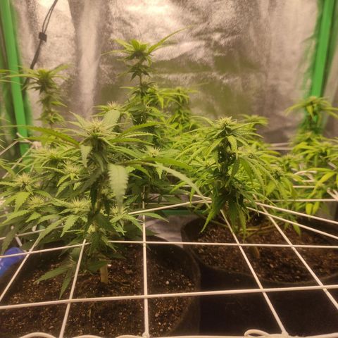 OBG Kush Clone growlog timeline photo