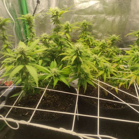 OBG Kush Clone growlog timeline photo