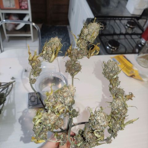 Kush auto growlog timeline photo