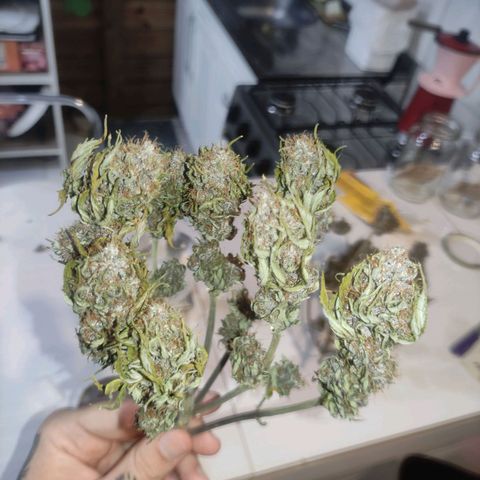 Critical auto growlog timeline photo