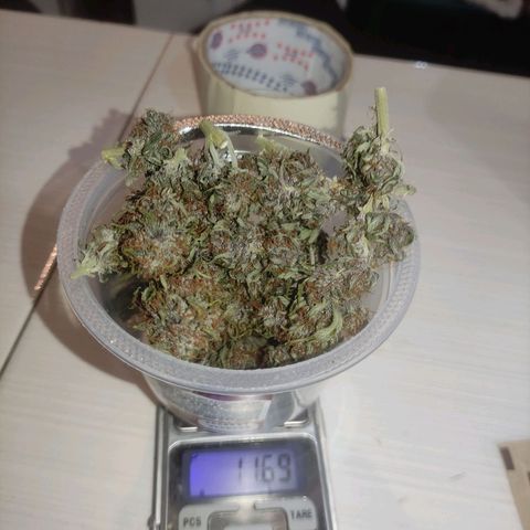 Critical auto growlog photo: 11,69g