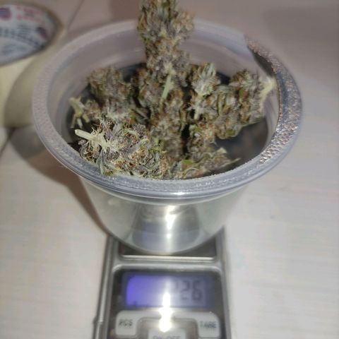 Kush auto growlog photo: 12,26g