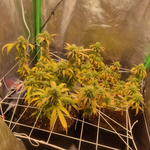 OBG Kush Clone growlog timeline photo