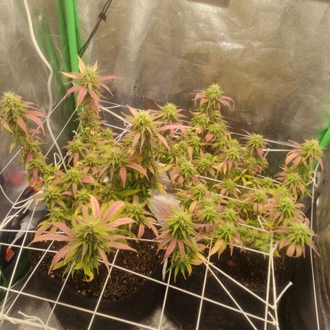 OBG Kush Clone growlog timeline photo