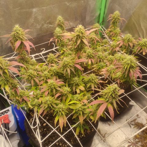 OBG Kush Clone growlog photo: ~30% Brown tricomas