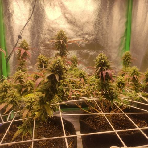 OBG Kush Clone growlog photo: ~30% Brown tricomas