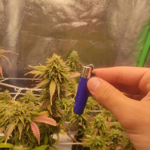 OBG Kush Clone growlog photo: Rdy to 🔪 tricomas 30%+ ambar