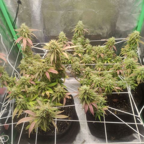 OBG Kush Clone growlog photo: Rdy to 🔪 tricomas 30%+ ambar