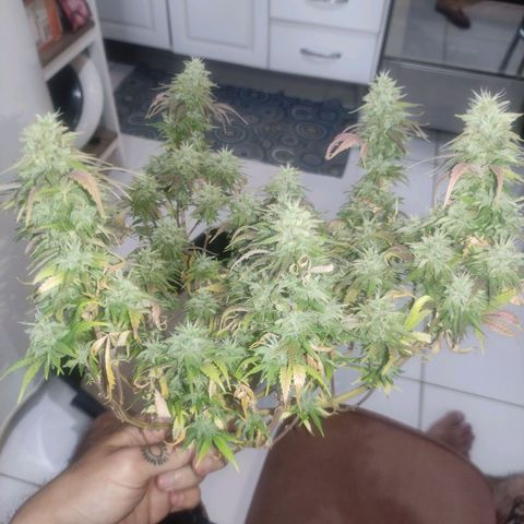OBG Kush Clone #2 growlog photo: 🔪🔪🔪🔪🔪