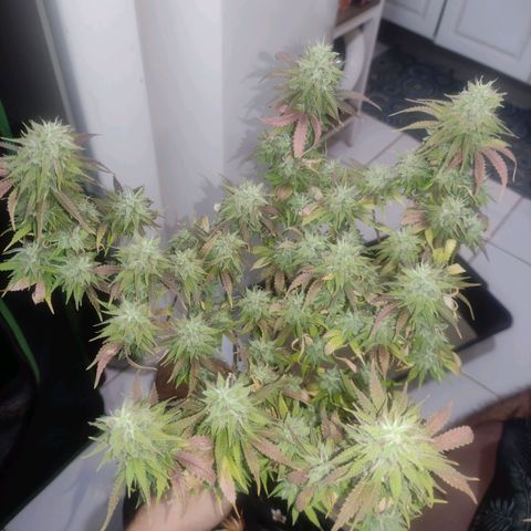 OBG Kush Clone #2 growlog photo: 🔪🔪🔪🔪🔪