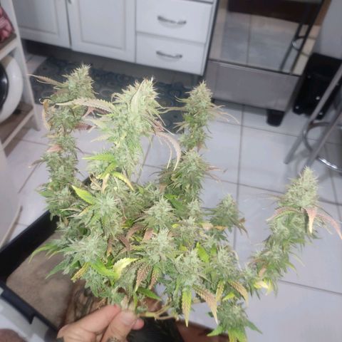 OBG Kush Clone growlog timeline photo