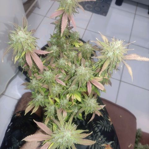 OBG Kush Clone growlog timeline photo