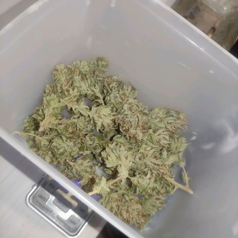 OBG Kush Clone growlog photo: Indo pros pote
01 clone - 24,43g