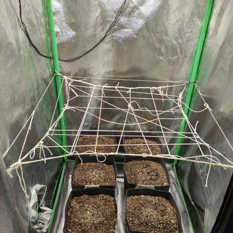 Kush auto growlog timeline photo