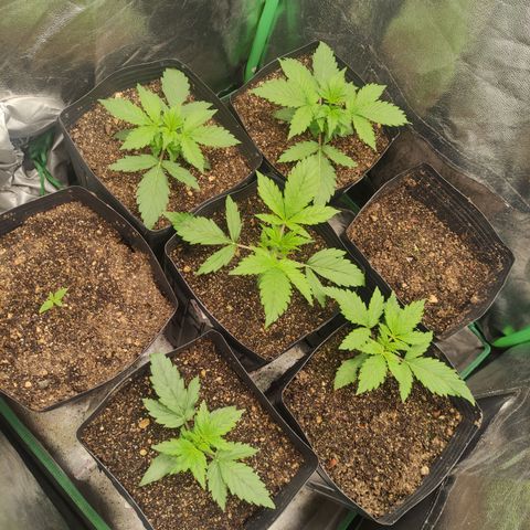 Lemon Haze XXL Auto growlog timeline photo