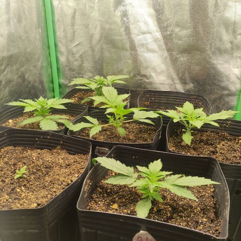 Lemon Haze XXL Auto growlog timeline photo