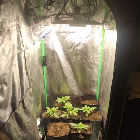 Kush auto growlog photo: +1 palmo p cima(Max)