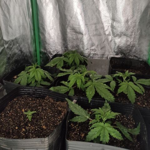 Lemon Haze XXL Auto growlog timeline photo