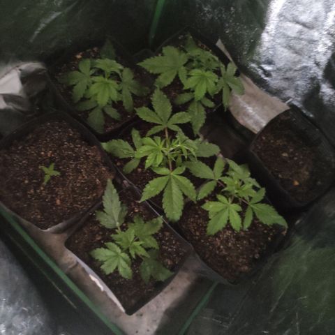 Lemon Haze XXL Auto growlog timeline photo