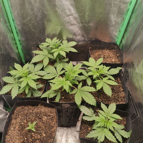 Lemon Haze XXL Auto growlog timeline photo