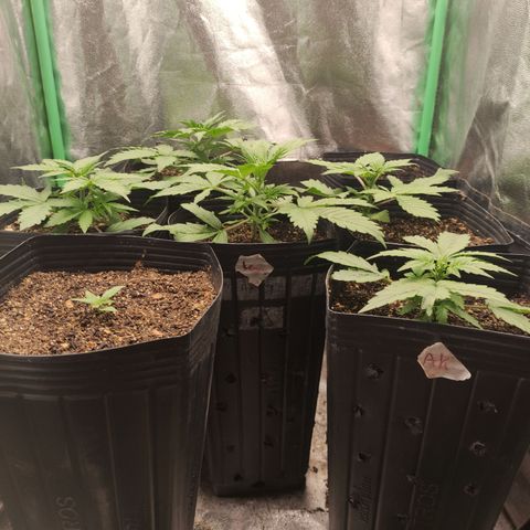 Lemon Haze XXL Auto growlog timeline photo