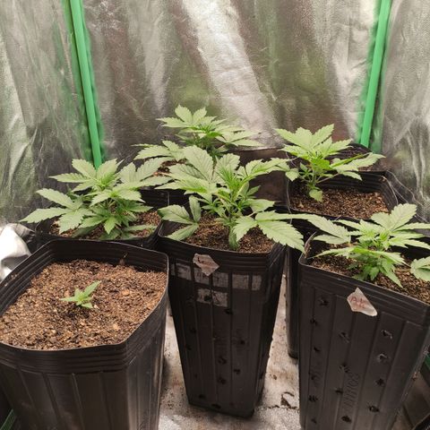 Lemon Haze XXL Auto growlog timeline photo