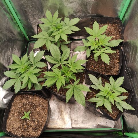Lemon Haze XXL Auto growlog timeline photo