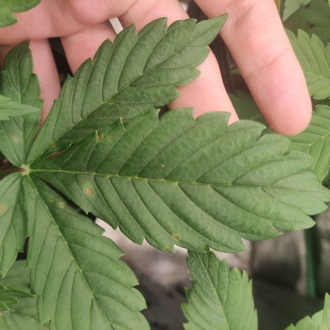 Lemon Haze XXL Auto growlog timeline photo