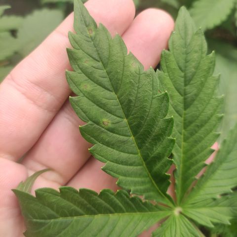 Lemon Haze XXL Auto growlog timeline photo