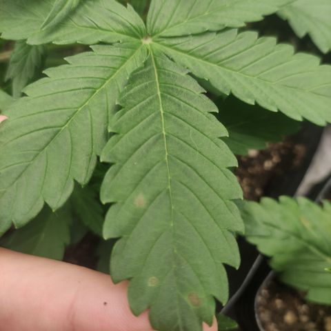 Lemon Haze XXL Auto growlog timeline photo