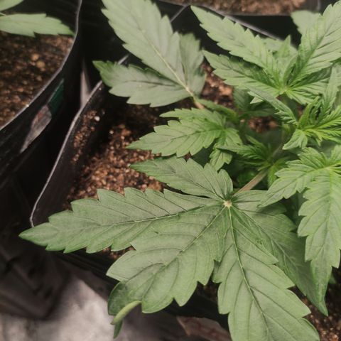 AK XXL Auto growlog timeline photo
