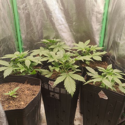 Lemon Haze XXL Auto growlog timeline photo