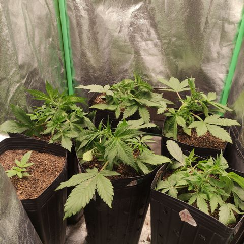 Lemon Haze XXL Auto growlog timeline photo