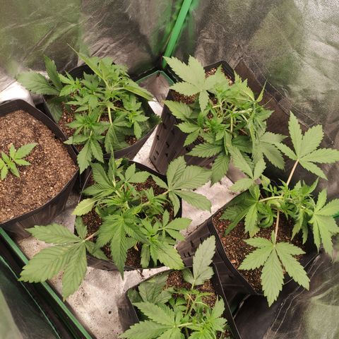 Lemon Haze XXL Auto growlog timeline photo