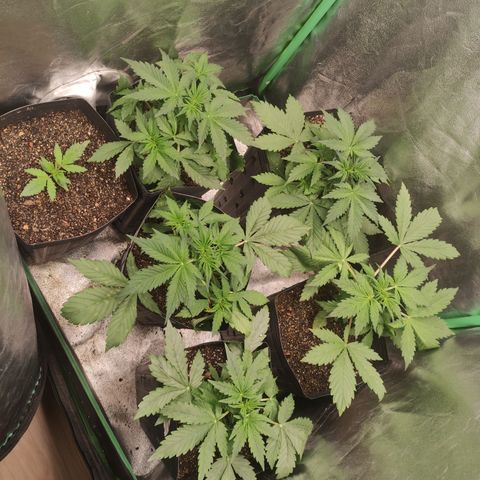 Lemon Haze XXL Auto growlog timeline photo