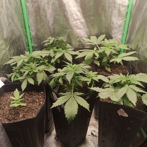 Lemon Haze XXL Auto growlog timeline photo