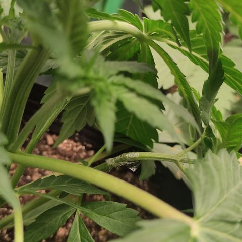 Lemon Haze XXL Auto growlog photo: Training; lemon's injury due excesses🤕
