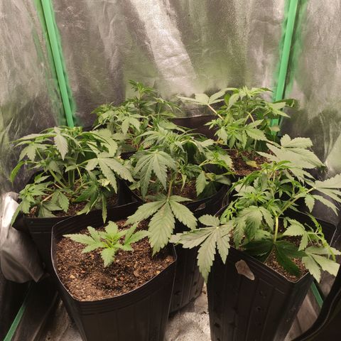 Lemon Haze XXL Auto growlog photo: Training; lemon's injury due excesses🤕