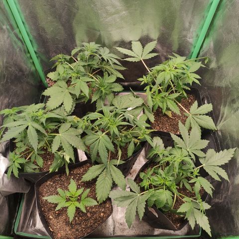 Lemon Haze XXL Auto growlog photo: Training; lemon's injury due excesses🤕