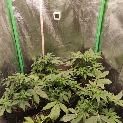 Lemon Haze XXL Auto growlog timeline photo