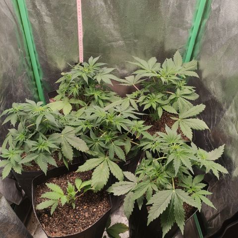 Lemon Haze XXL Auto growlog timeline photo